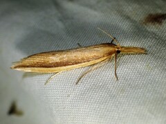Donacaula albicostellus