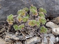 Potentilla subvahliana