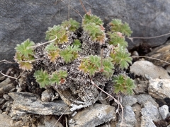 Potentilla subvahliana