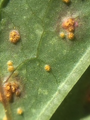 Miyagia pseudosphaeria