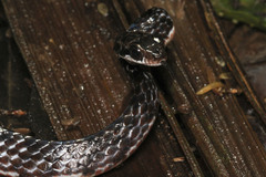 Chironius grandisquamis