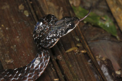 Chironius grandisquamis