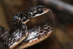 Chironius grandisquamis