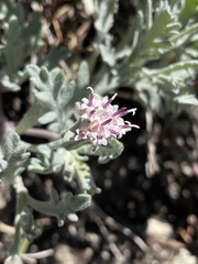 Chaenactis thompsonii