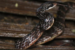 Chironius grandisquamis