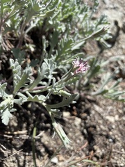 Chaenactis thompsonii