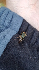 Chlaenius bioculatus