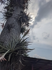 Tillandsia didisticha