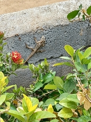 Calotes versicolor
