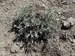 Chaenactis thompsonii