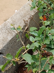 Calotes versicolor
