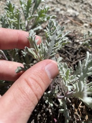 Chaenactis thompsonii