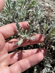 Chaenactis thompsonii