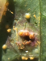 Miyagia pseudosphaeria