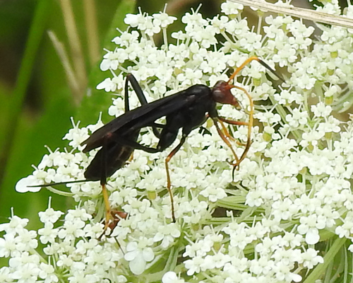 Joppidium rubriceps