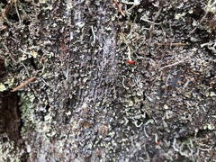 Cladonia transcendens