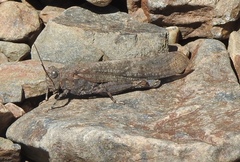 Circotettix undulatus