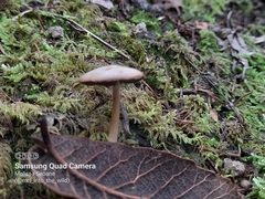 Psathyrella corrugis