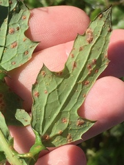 Miyagia pseudosphaeria