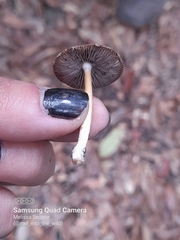 Psathyrella corrugis