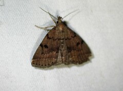 Zanclognatha dentata