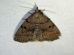 Zanclognatha dentata