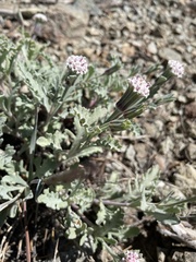 Chaenactis thompsonii