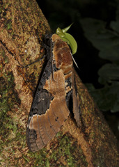 Manduca ochus