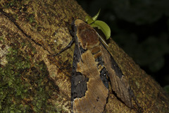 Manduca ochus