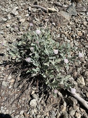 Chaenactis thompsonii