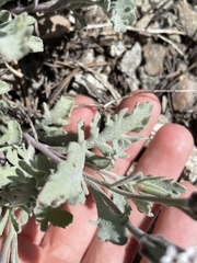 Chaenactis thompsonii