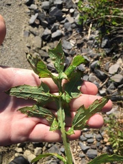 Miyagia pseudosphaeria