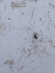 Microcylloepus