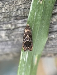 Grapholita prunivora