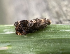 Grapholita prunivora