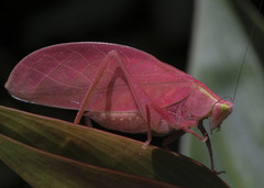 Phyllopterini