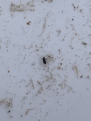 Microcylloepus