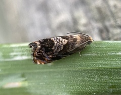 Grapholita prunivora