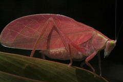 Phyllopterini