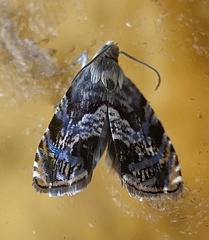 Grapholita prunivora