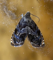 Grapholita prunivora