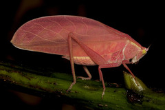 Phyllopterini