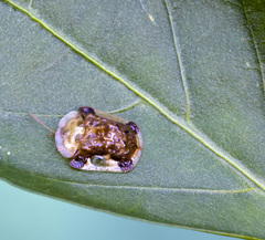 Helocassis testudinaria