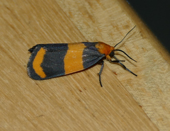 Eudesmia arida