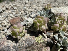 Physaria alpestris