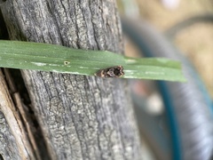 Grapholita prunivora