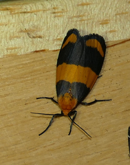 Eudesmia arida