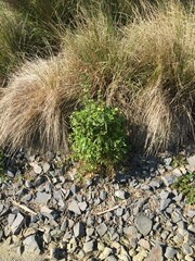 Miyagia pseudosphaeria