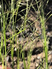 Eragrostis pectinacea pectinacea