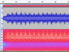 Megatibicen pronotalis